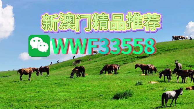 揭秘精準(zhǔn)四生肖，探尋數(shù)字組合77777與88888背后的奧秘，揭秘精準(zhǔn)四生肖與神秘?cái)?shù)字組合77777與88888的奧秘探索