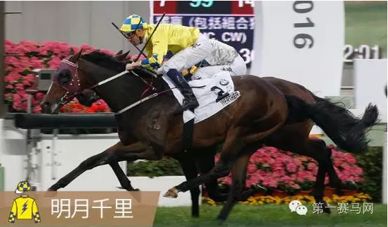 香港馬，77777與88888的傳奇故事，香港賽馬傳奇，77777與88888的傳奇篇章
